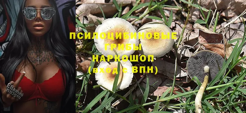 Псилоцибиновые грибы Magic Shrooms Бакал